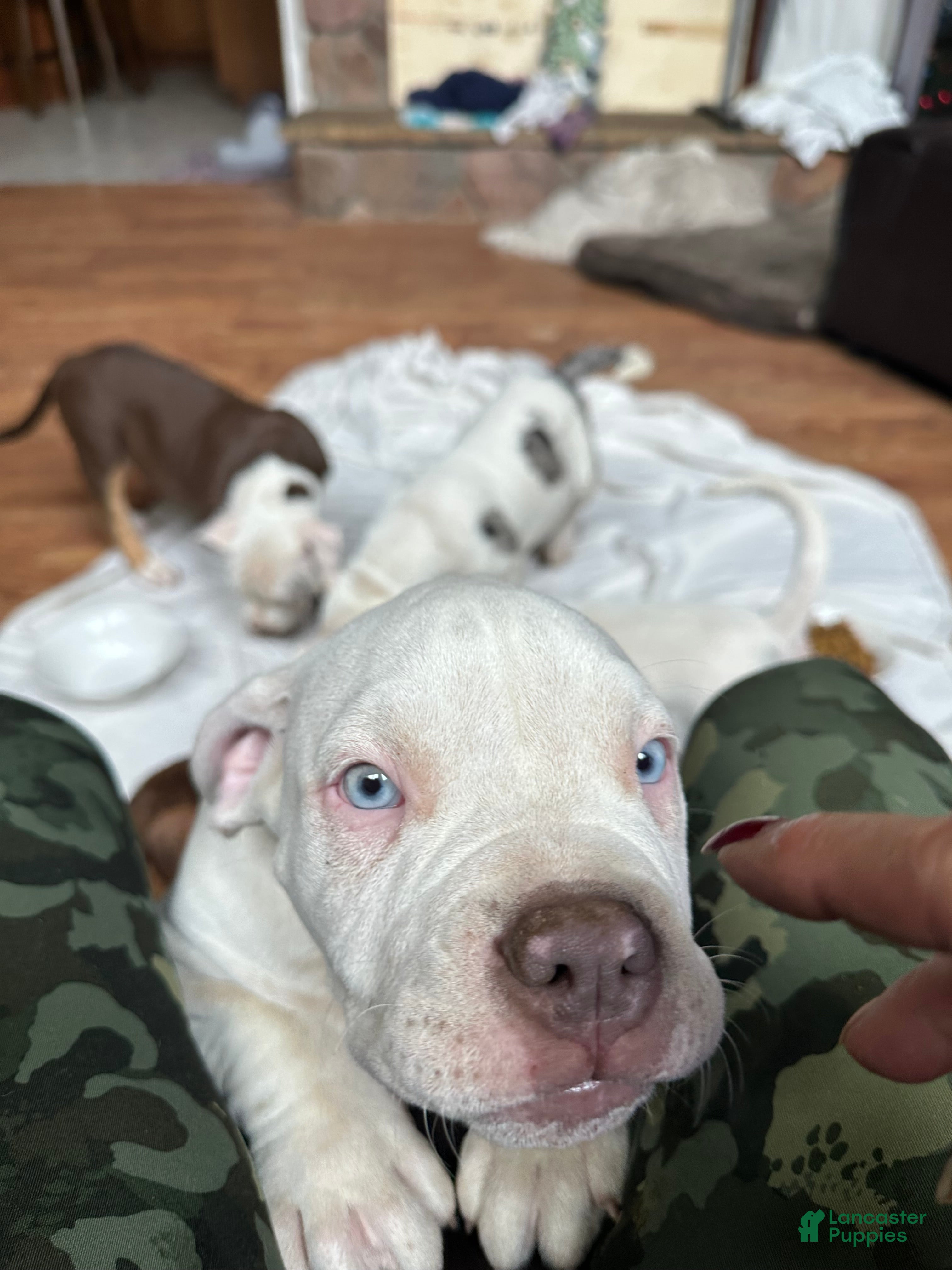 American Bully dogs Willow, pocket Bully Puppy 6 - Ad 2