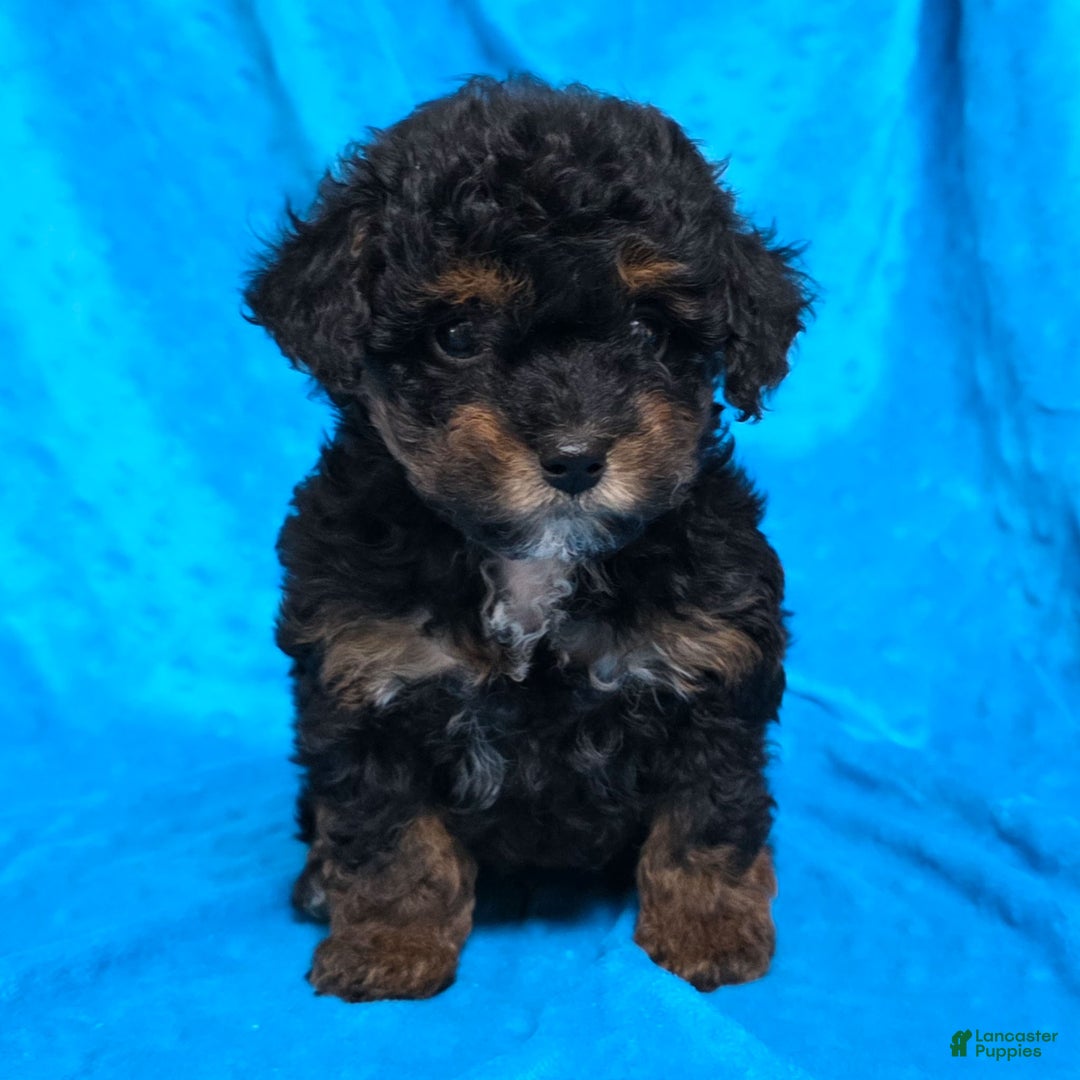 Mixed Breed dogs for sale: Davis - Ad 1