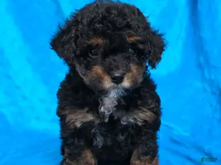 Mixed Breed dogs Davis - Ad 17