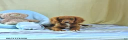 Cavapoo dogs for sale: Asher - Ad 3
