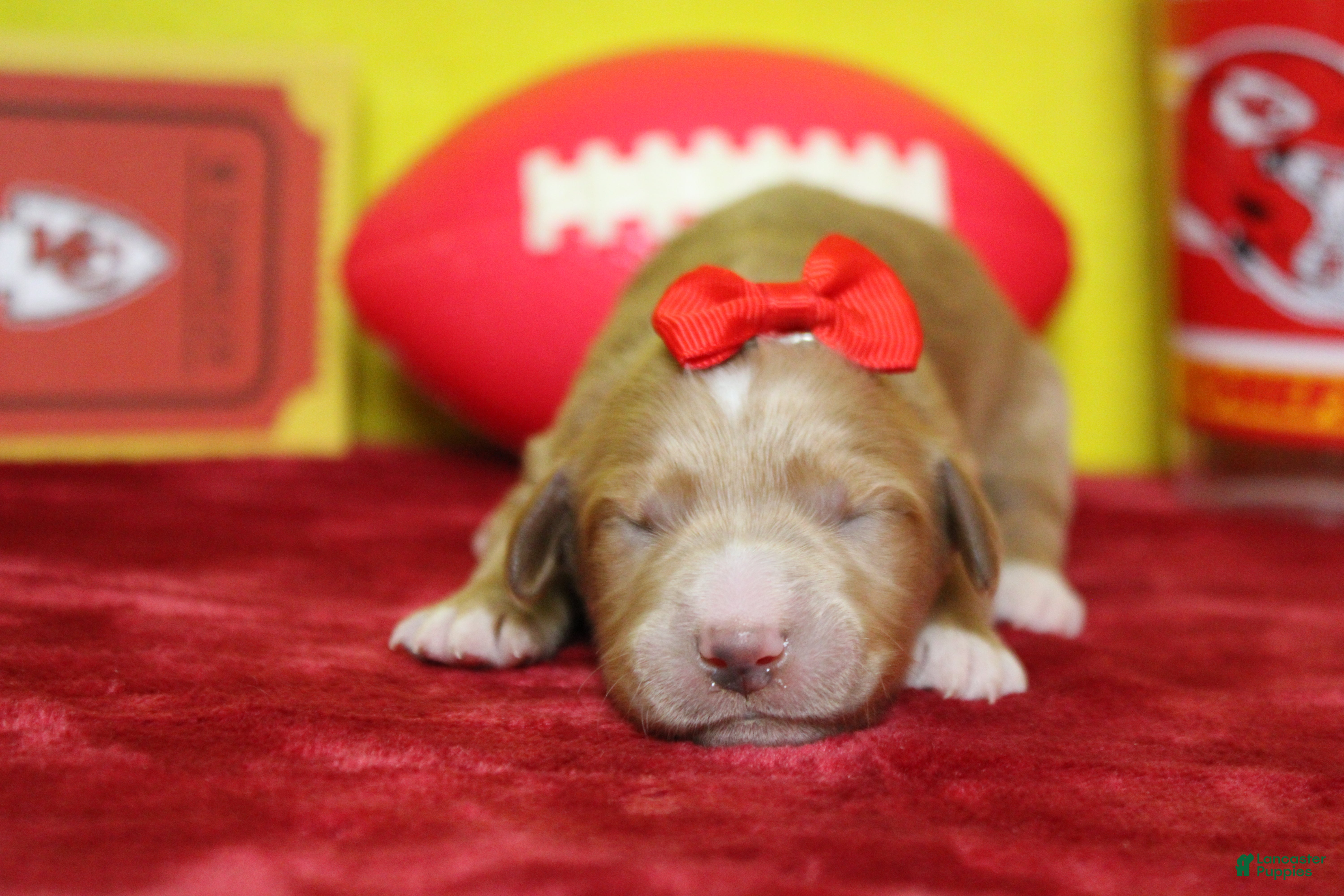 Goldendoodle dogs Firefly  - Ad 20