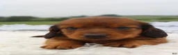 Miniature Dachshund dogs for sale: Miniature Dachshund 3 - Ad 4