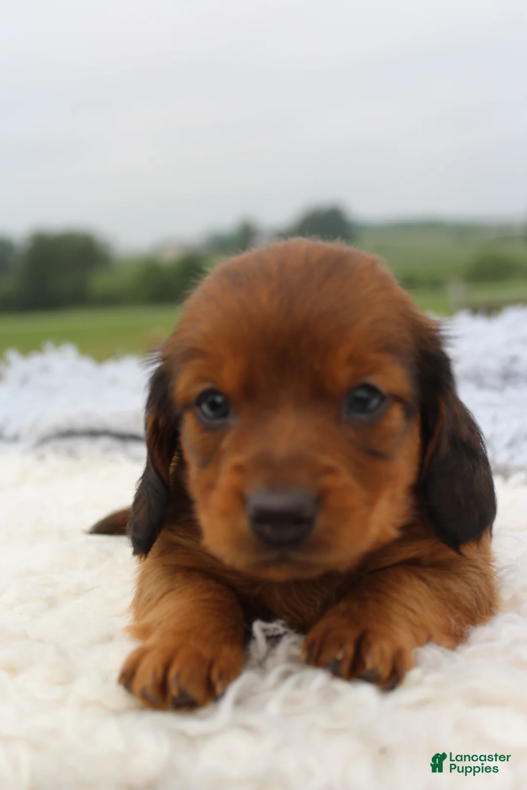 Miniature Dachshund dogs for sale: Miniature Dachshund 3 - Ad 4