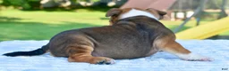 Mixed Breed dogs for sale: Bruno mini hybrid bulldog  - Ad 19