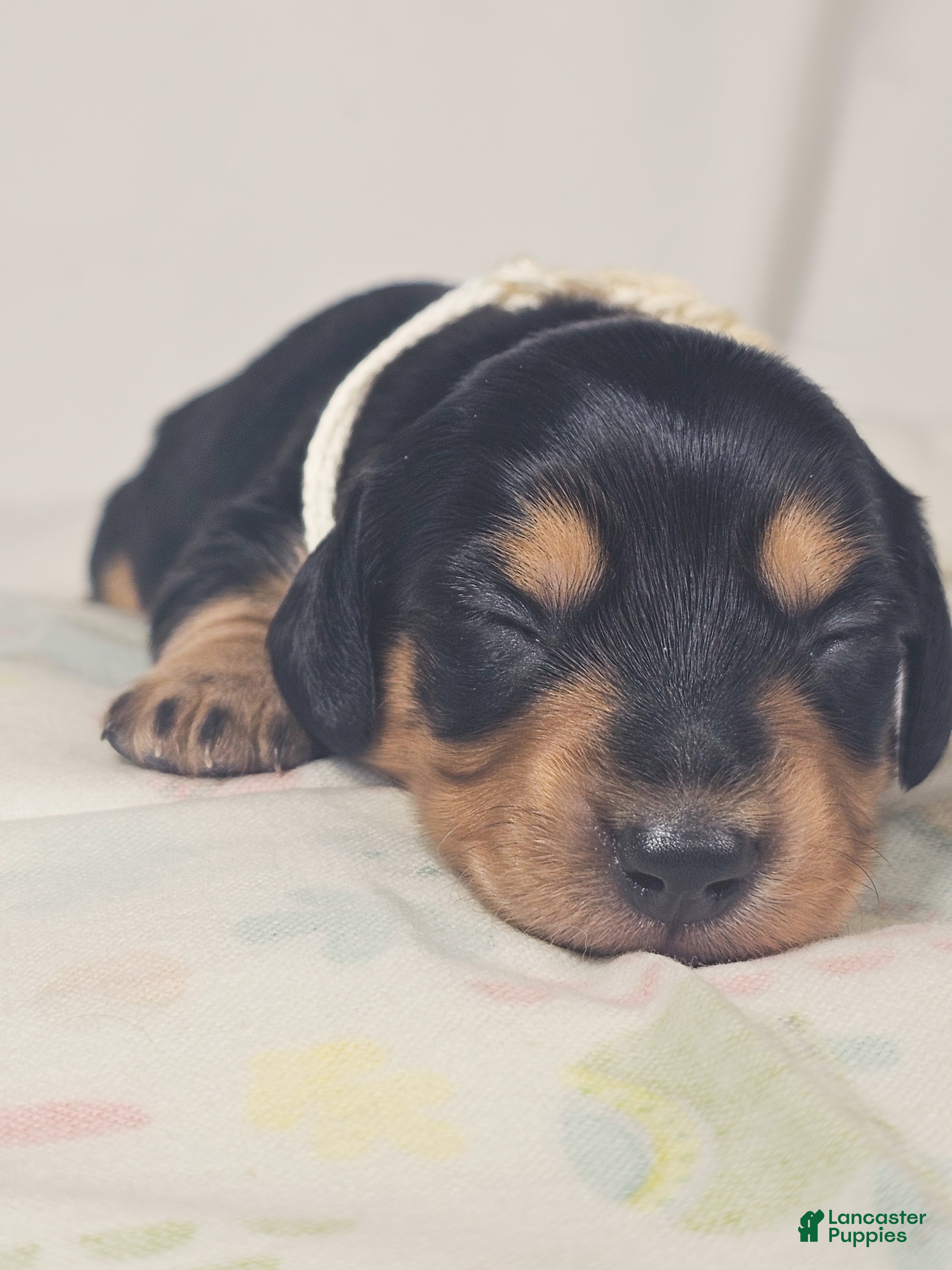 Miniature Dachshund dogs Cheese - Ad 8