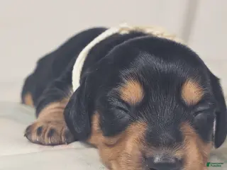 Miniature Dachshund dogs Cheese - Ad 8