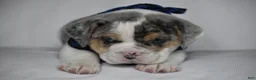 Beabull dogs for sale: Champ - Ad 2