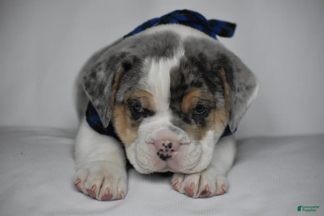 Beabull dogs for sale: Champ - Ad 2