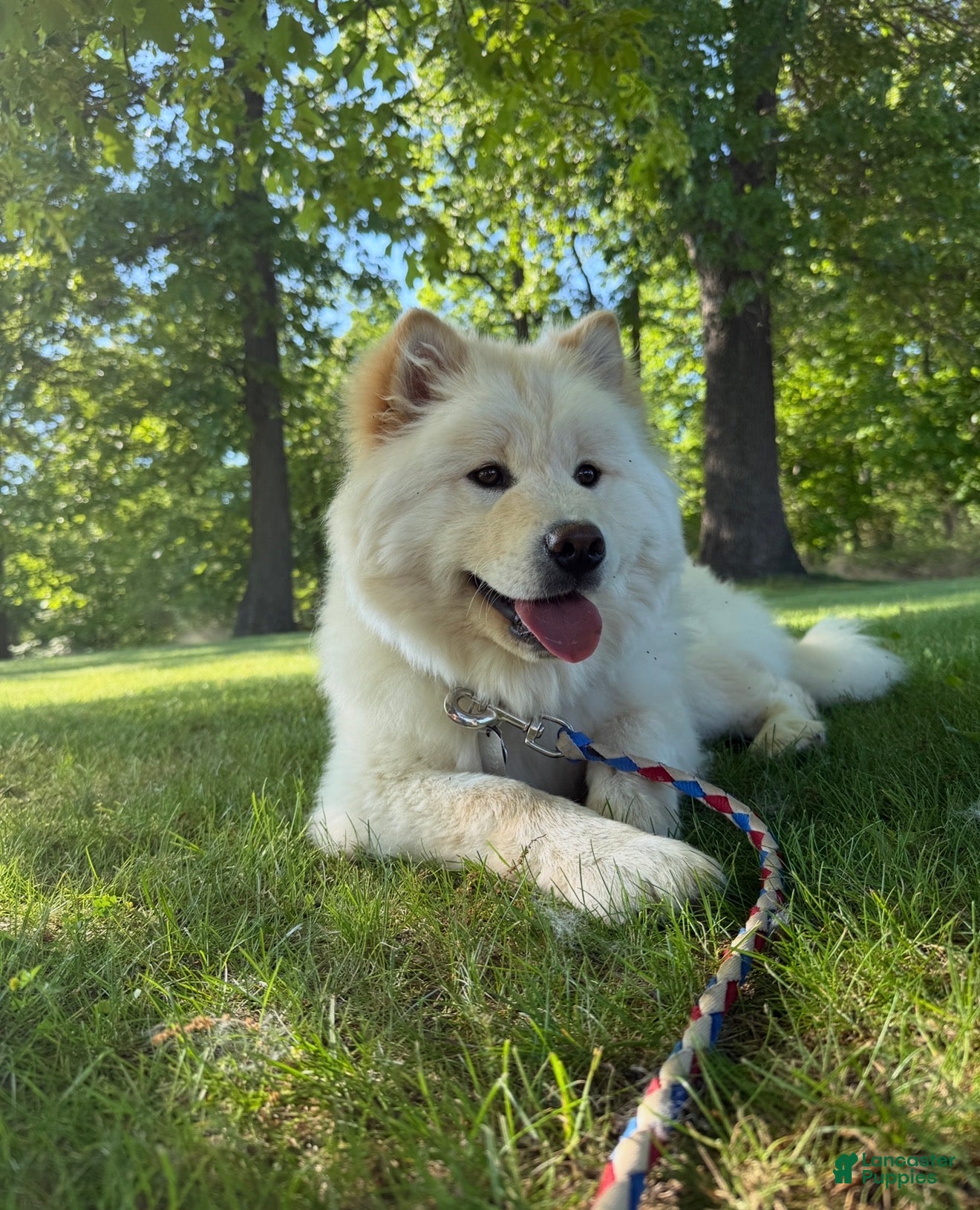 Mixed Breed dogs for sale: Saki - Ad 1