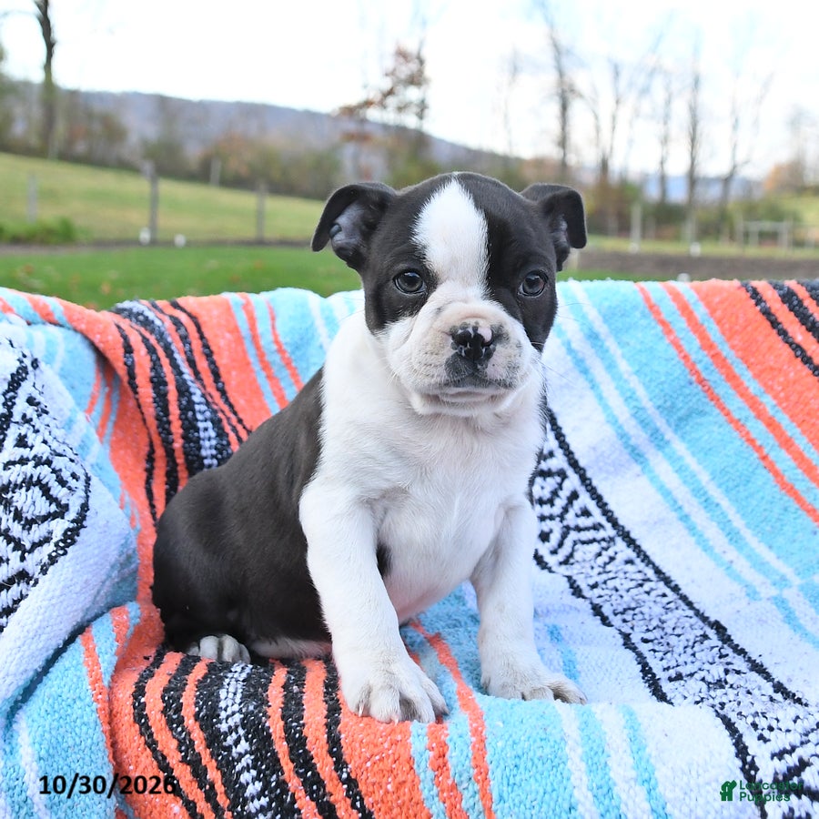 Boston Terrier dogs for sale: Nutella - Ad 1