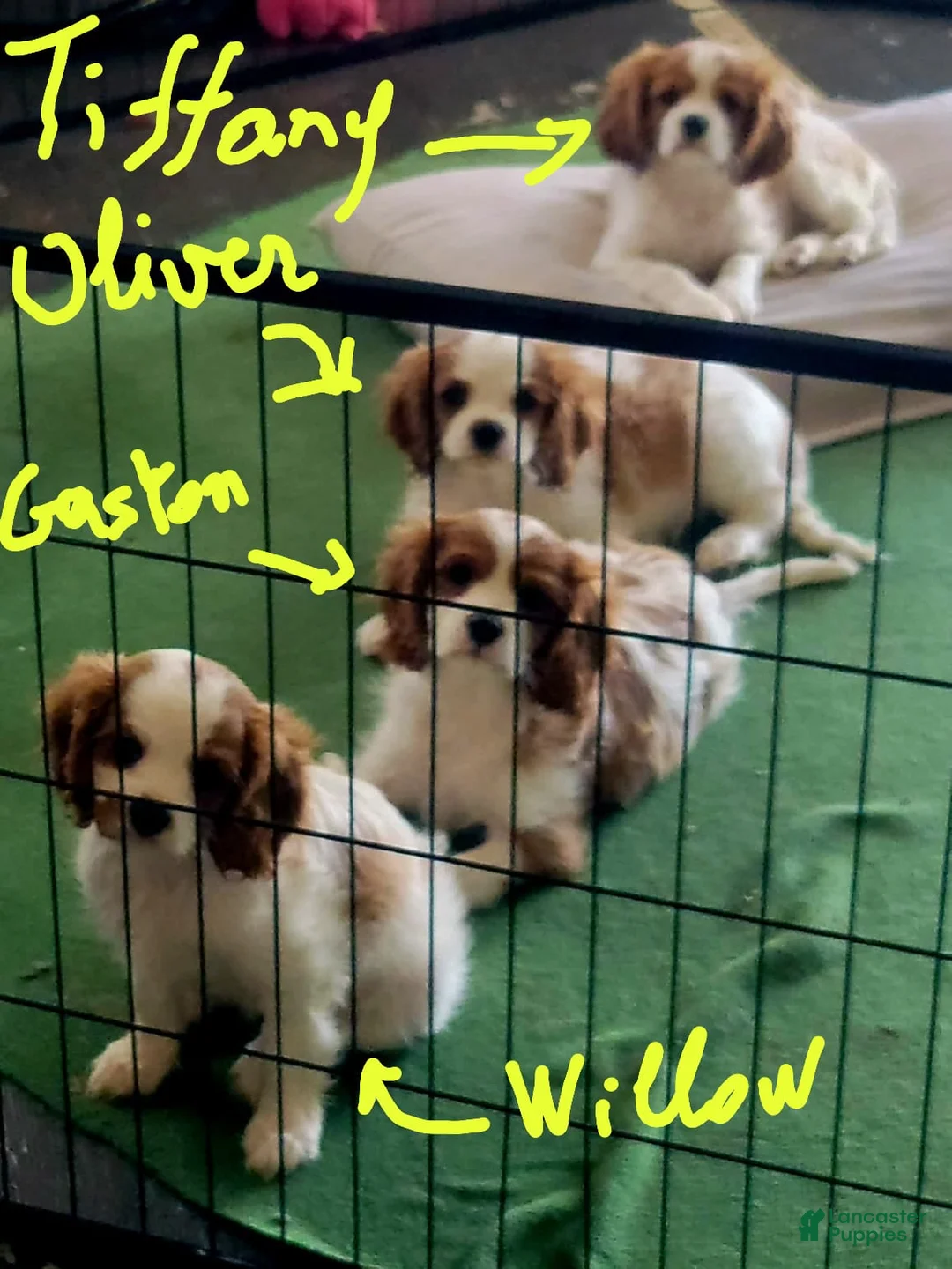 Cavalier King Charles Spaniel dogs for sale: Cavalier King Charles Spaniel litter of 4 puppies - Ad 1