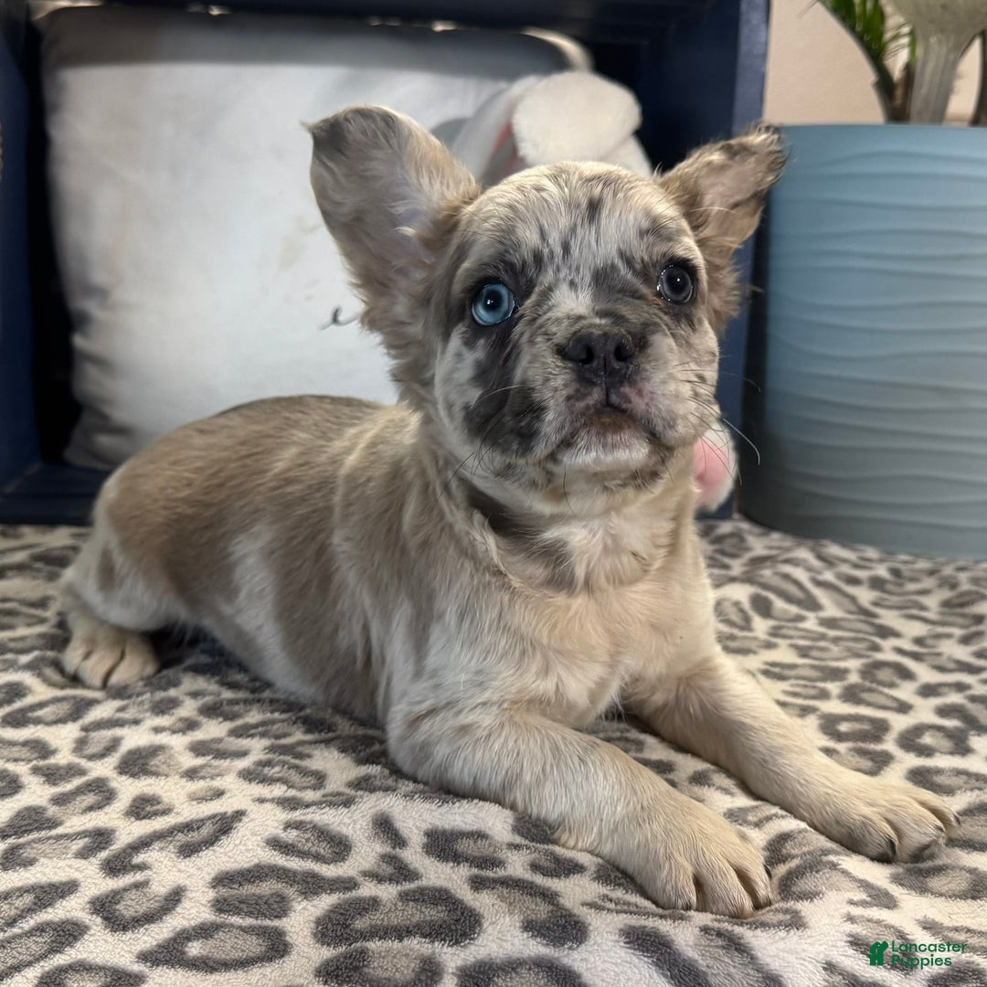 French Bulldog dogs for sale: Caitlyn - Ad 1