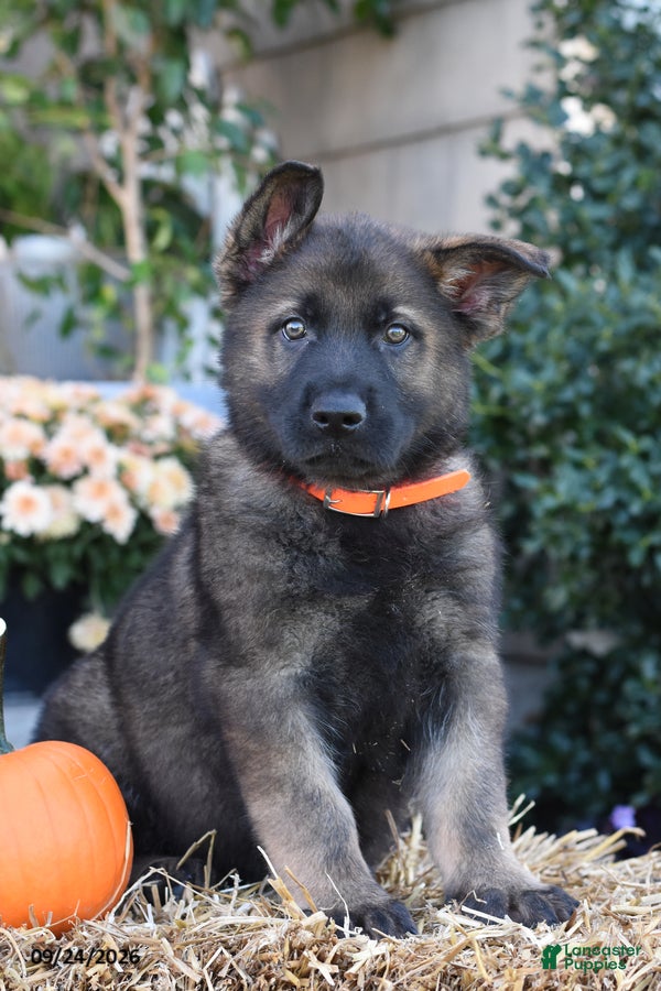 German Shepherd dogs Sammie - Ad 2