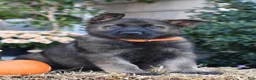 German Shepherd dogs for sale: Sammie - Ad 2