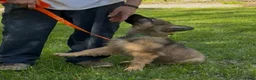 German Shepherd dogs for sale: THALIA - Ad 6