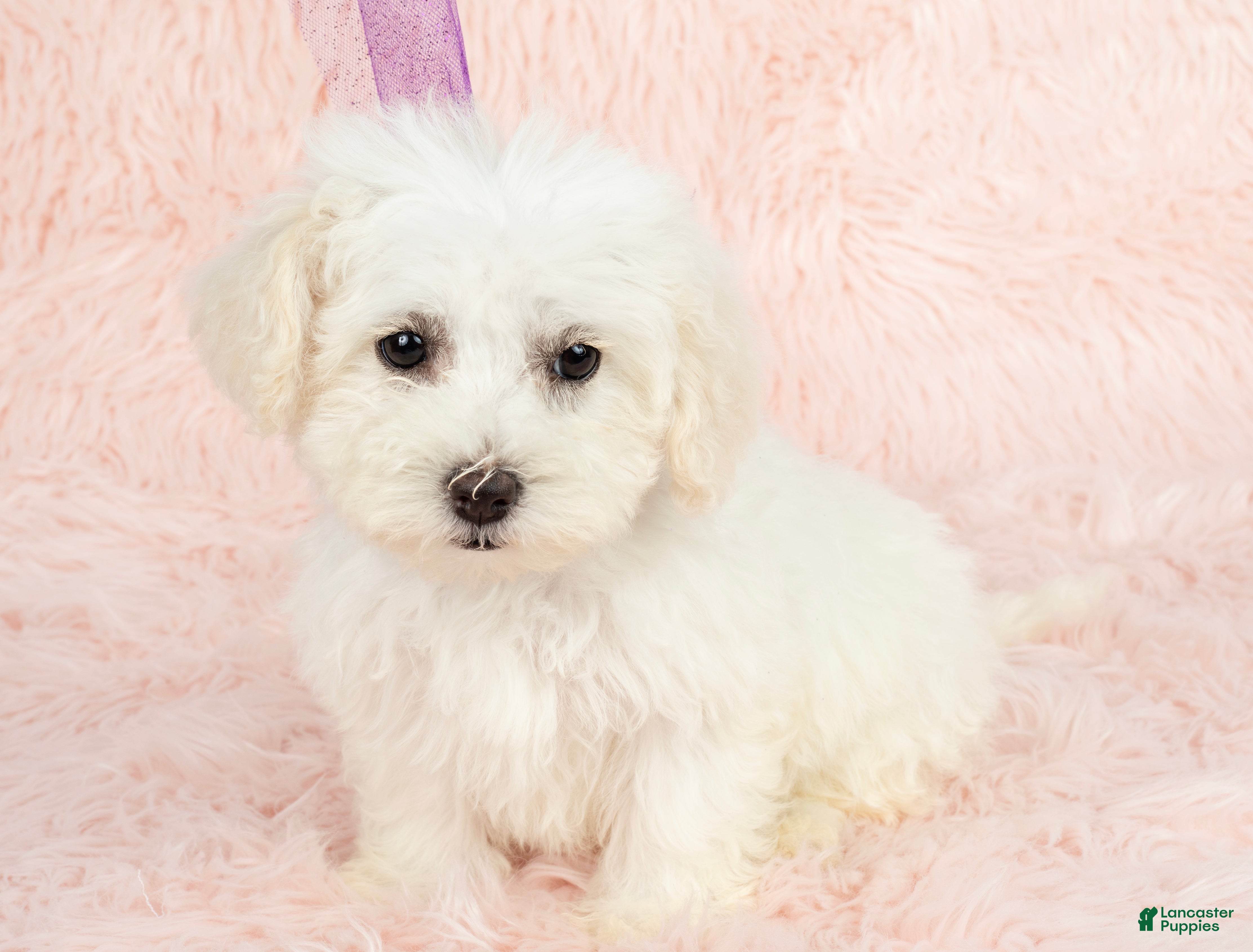 Maltipoo dogs Snow White - Ad 2