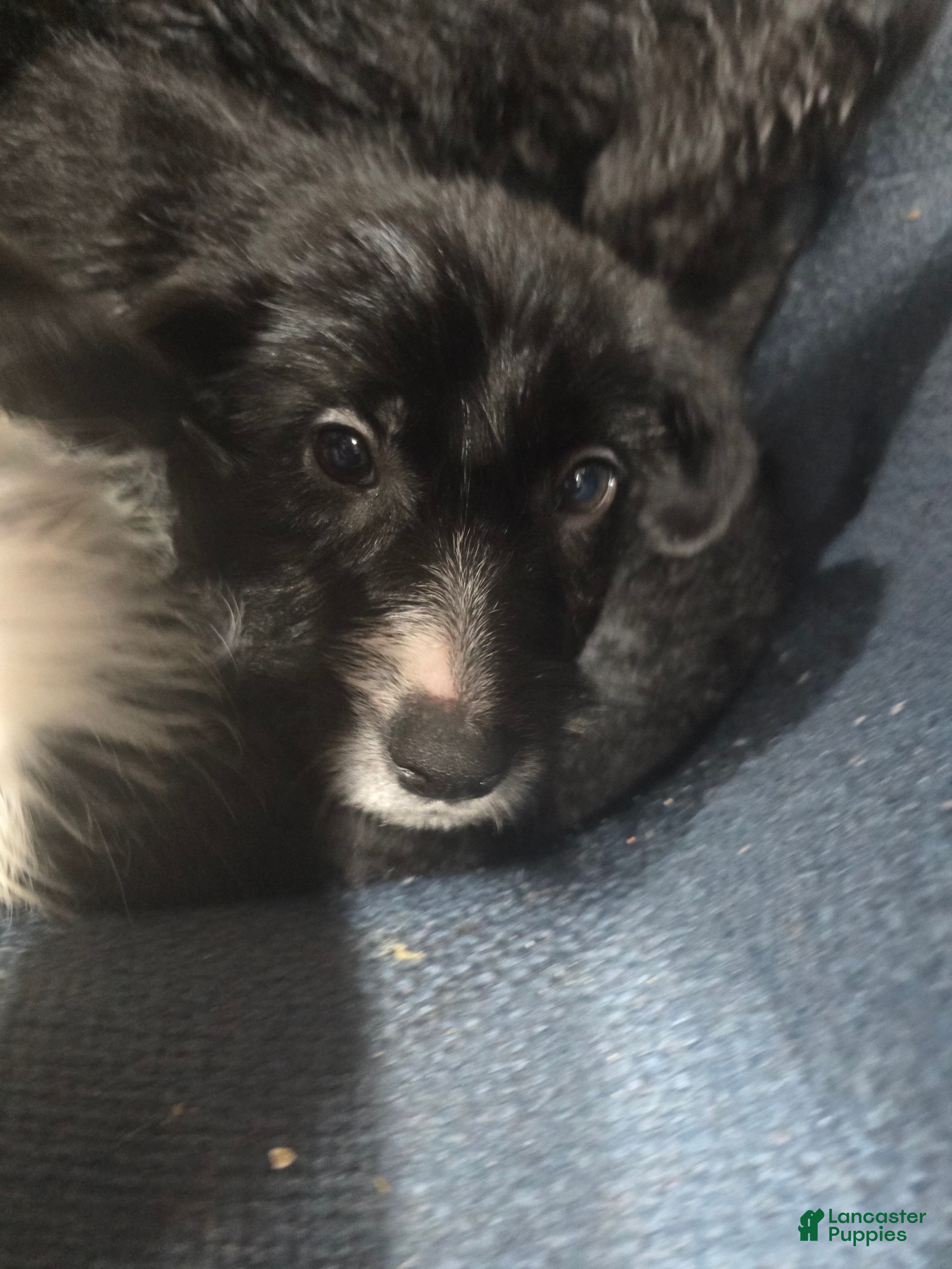 Mixed Breed dogs Mixed Breed 4 - Ad 35