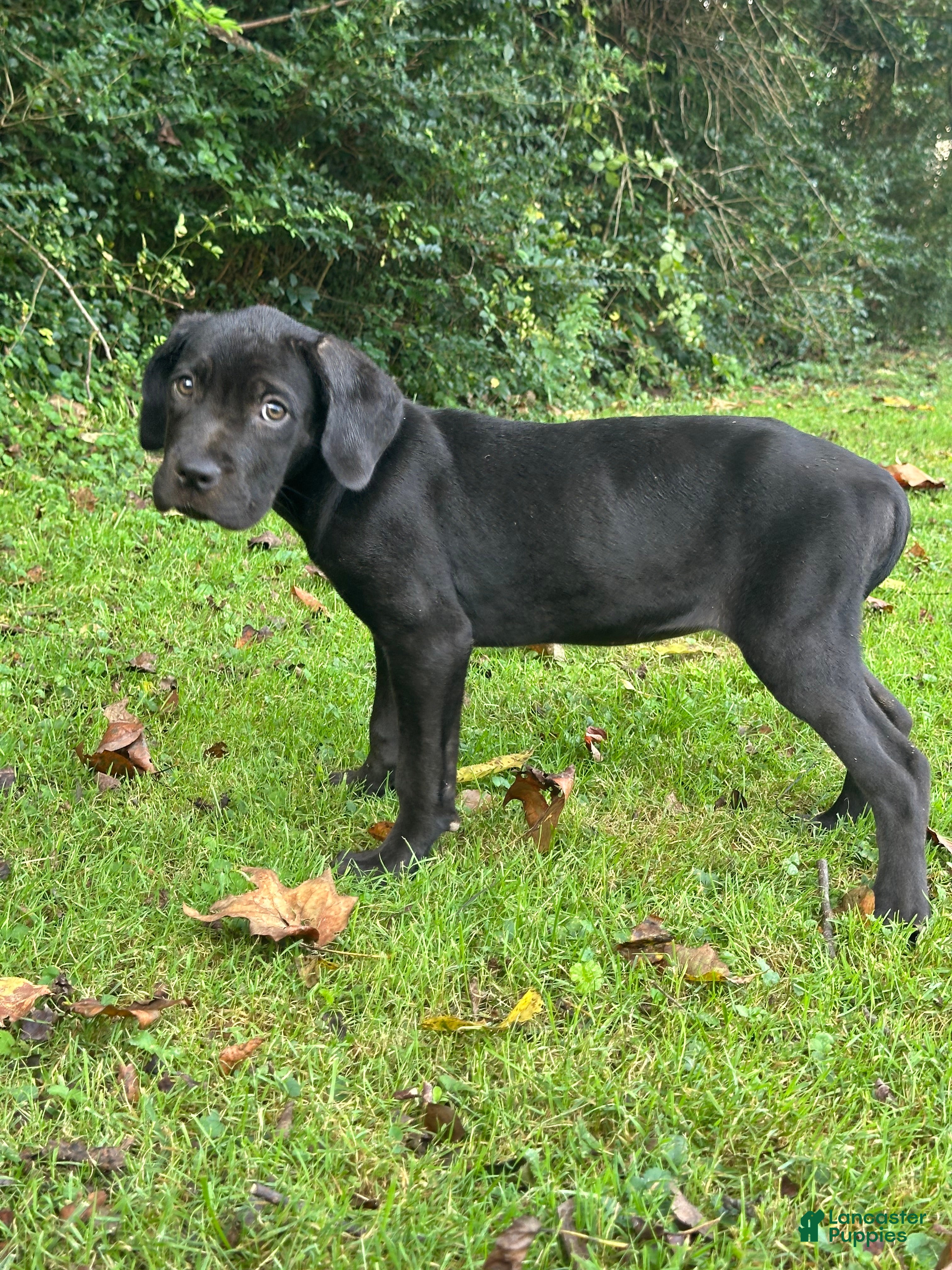 Cane Corso dogs Athena - Ad 6