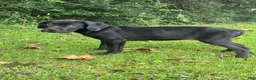 Cane Corso dogs for sale: Athena - Ad 1