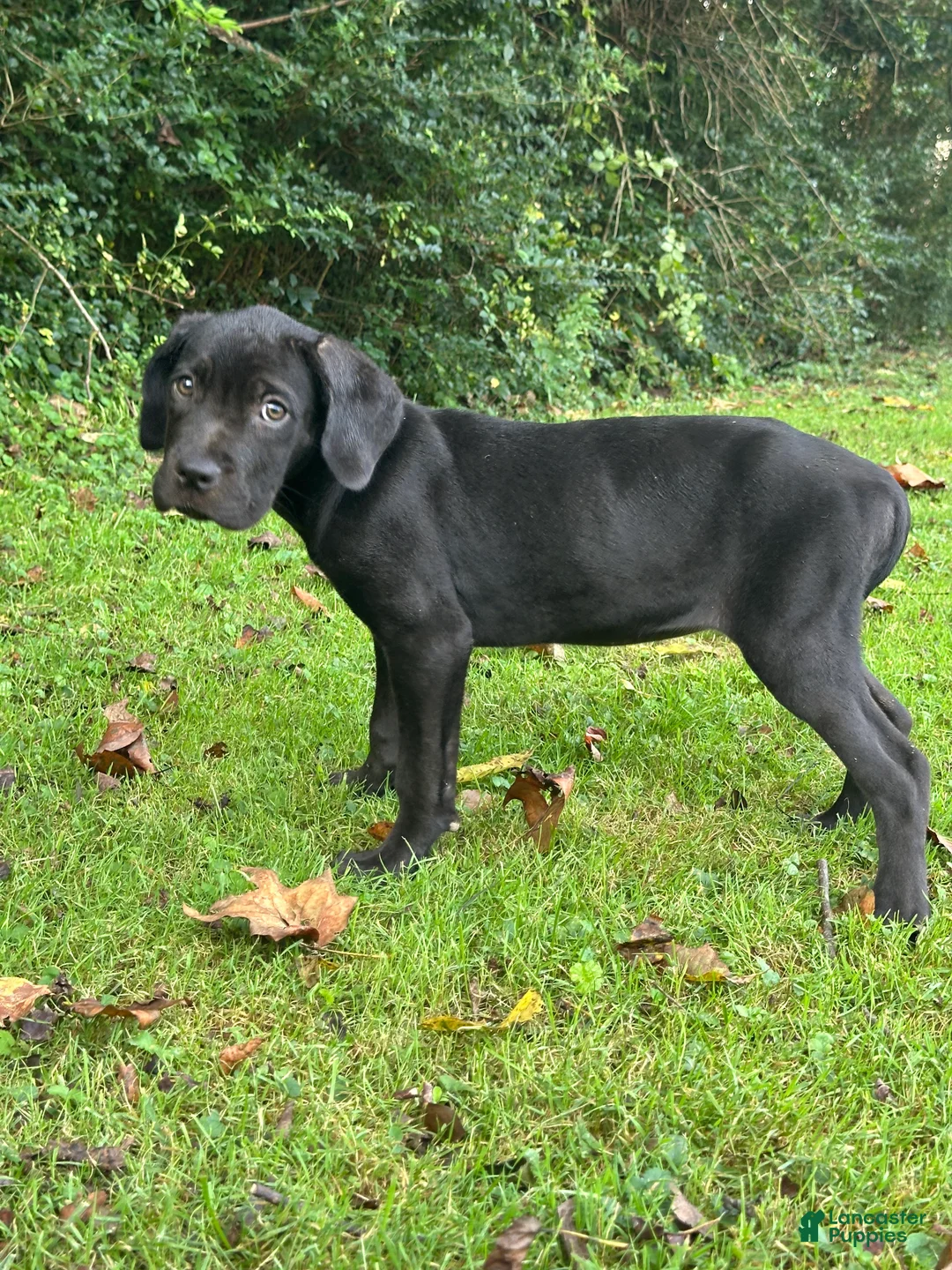 Cane Corso dogs for sale: Athena - Ad 1