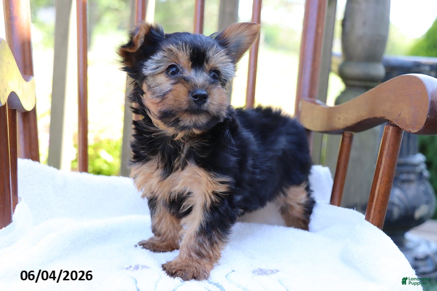 Yorkshire Terrier dogs for sale: Violet - Ad 2
