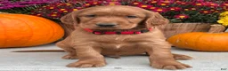 Irish Setter dogs for sale: Harrison - Ad 9