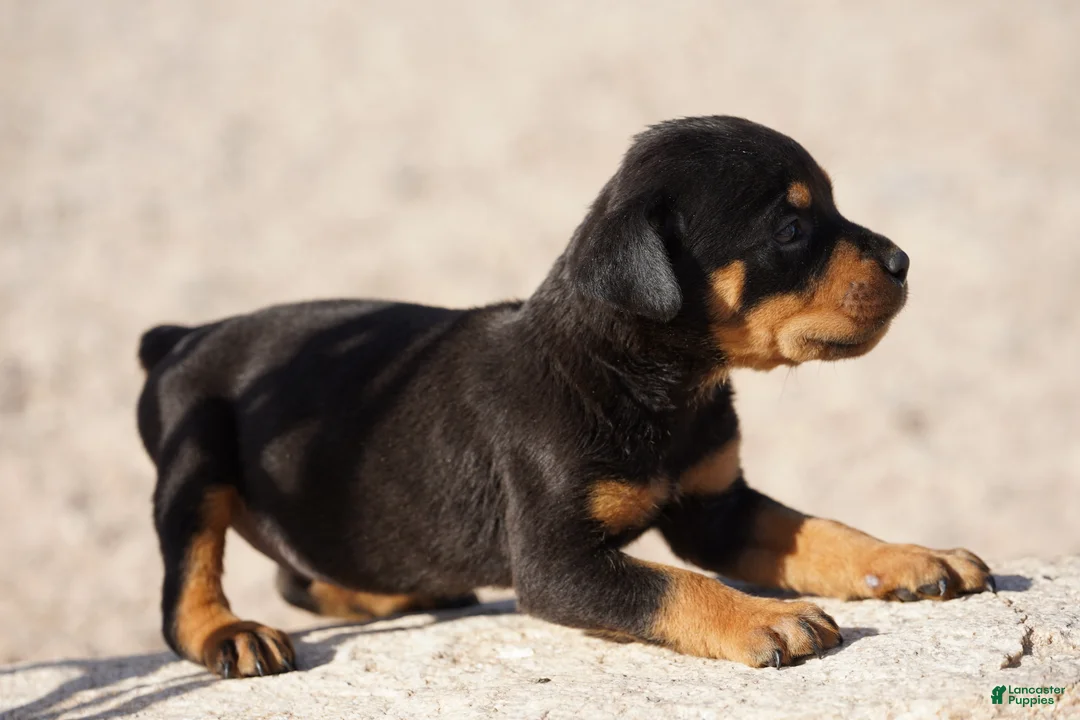 Rottweiler dogs for sale: Rott M1 - Ad 2