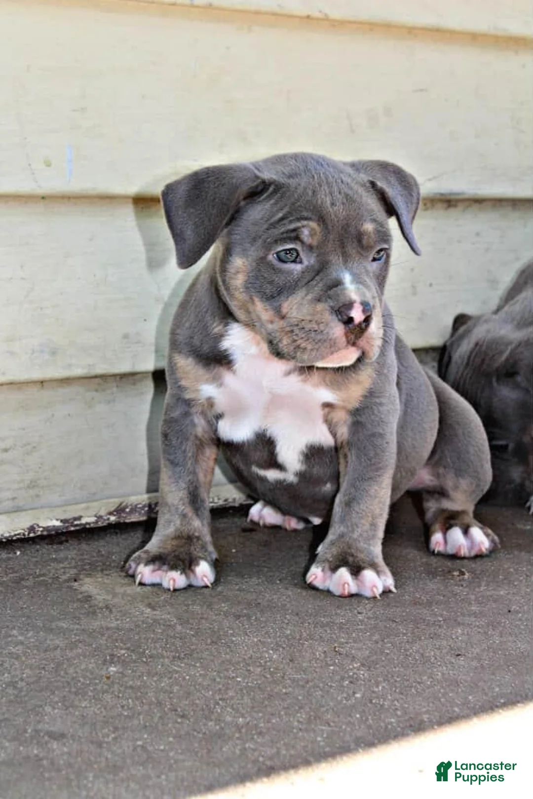 Gallery Image {{count}}