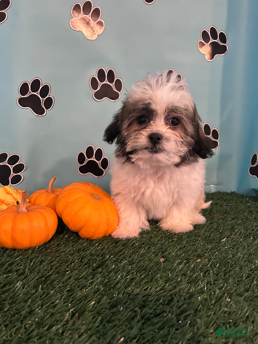 Teddy Bear dogs for sale: Royal  - Ad 3