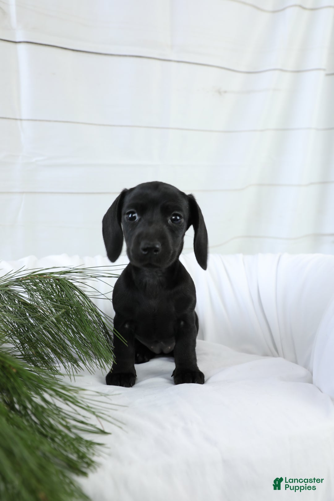 Miniature Dachshund dogs for sale: Belle - Ad 3