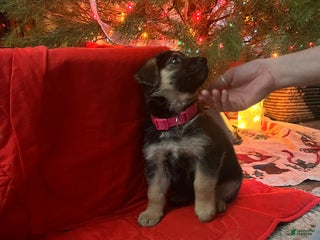 Mixed Breed dogs Mixed Breed Puppy 7 - Ad 7