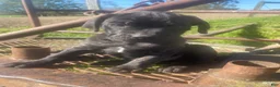 Cane Corso dogs for sale: Jenson - Ad 9