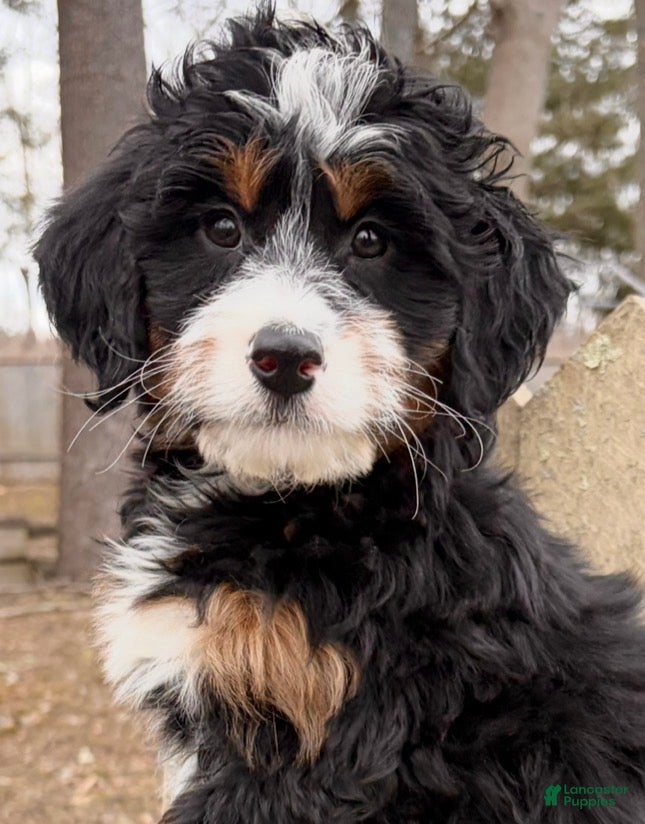 Mini Bernedoodle dogs 💗IN BOSTON MASSACHUSETTS AREA💗MINI BERNEDOODLE💗PETITE GIRL💗 - Ad 1