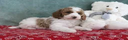 Mini Goldendoodle dogs for sale: Sadie - Ad 2