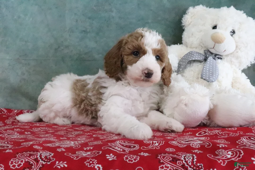 Mini Goldendoodle dogs for sale: Sadie - Ad 2