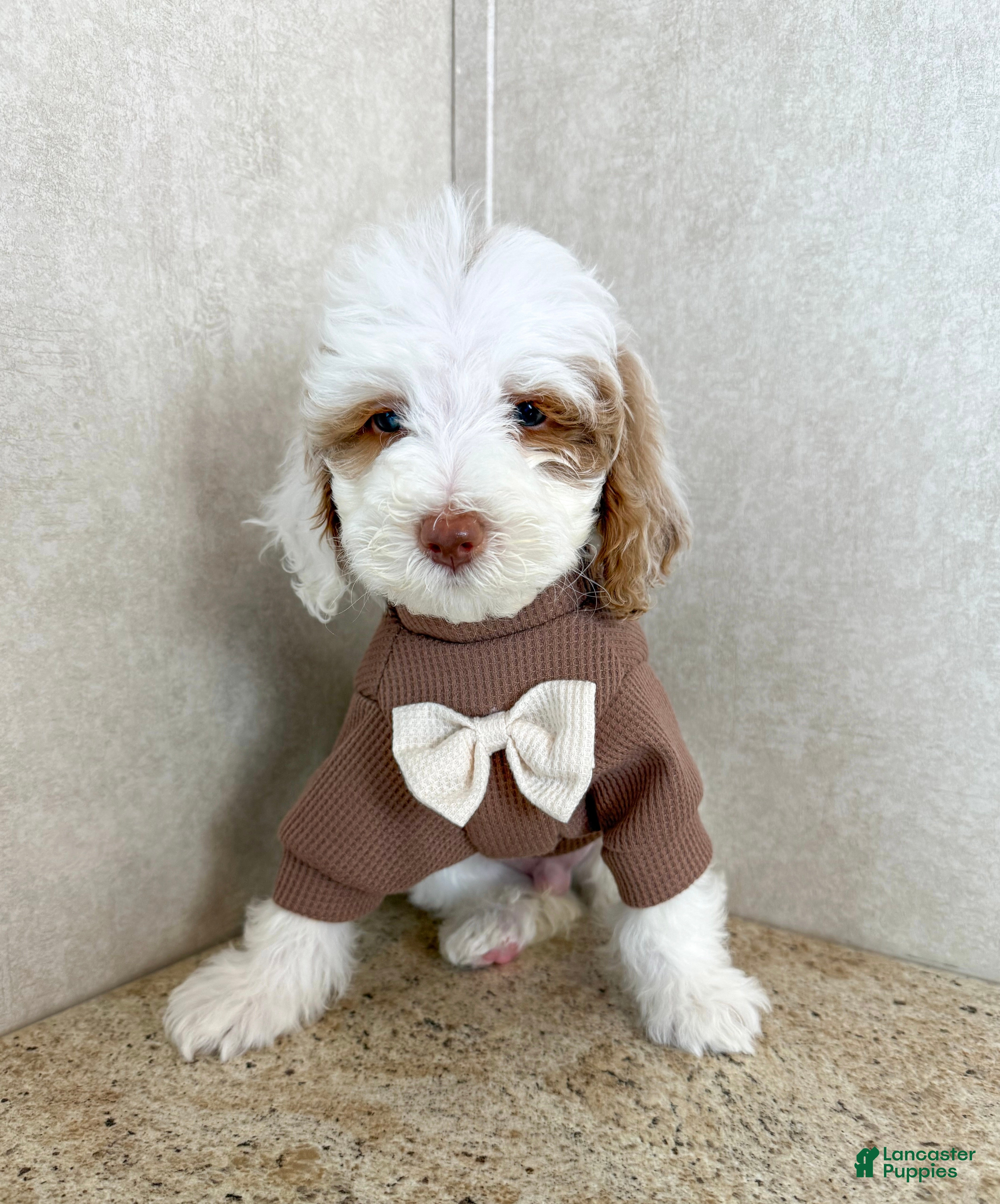 Goldendoodle dogs Grumpy - Ad 2