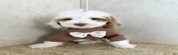 Goldendoodle dogs for sale: Grumpy - Ad 2