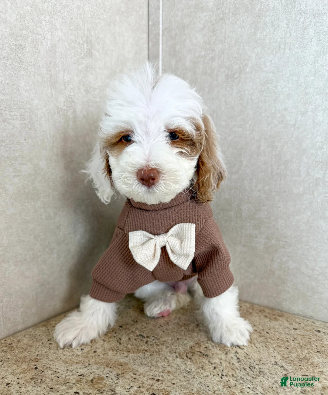 Goldendoodle dogs for sale: Grumpy - Ad 2