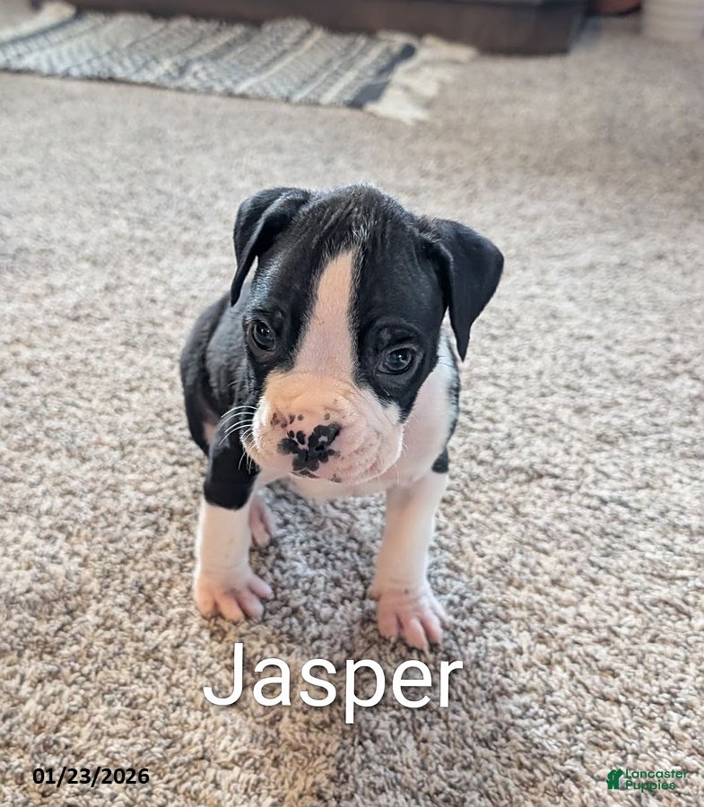 Boxer dogs Jasper - Ad 9