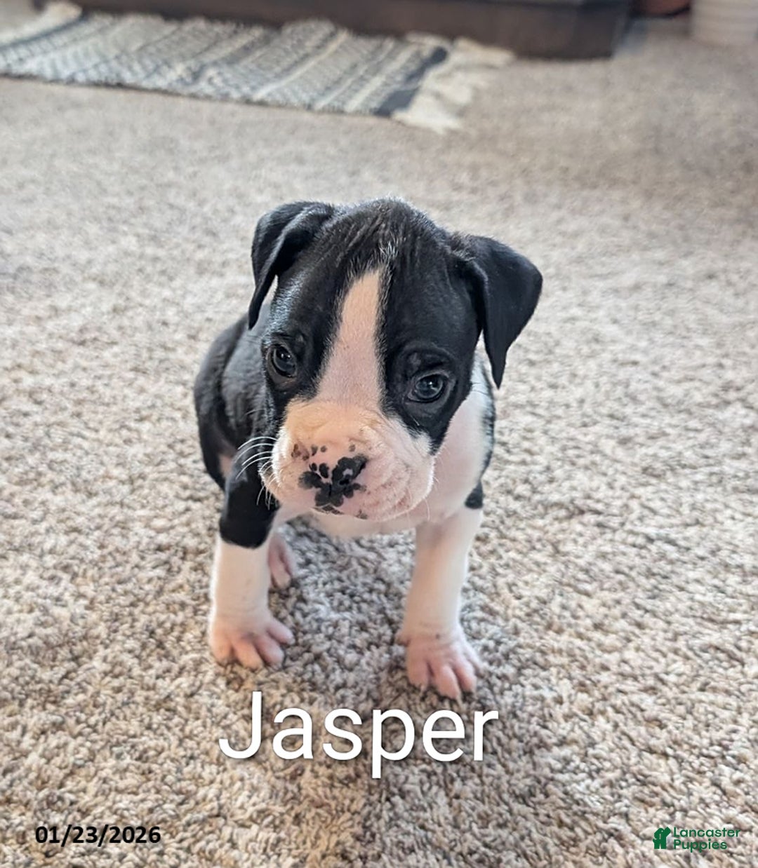 Boxer dogs for sale: Jasper - Ad 1