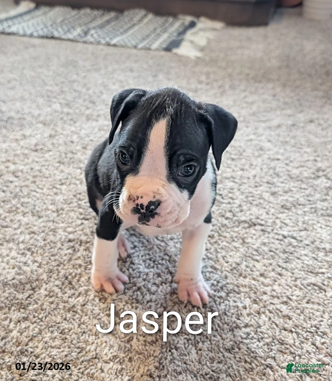 Boxer dogs for sale: Jasper - Ad 2