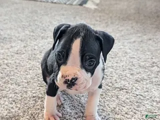 Boxer dogs Jasper - Ad 20