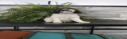 Cockapoo dogs for sale: George - Ad 3