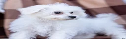 Bichon Frise dogs for sale: Lady (Tiny) - Ad 1