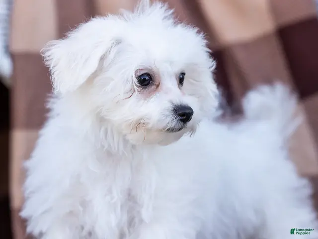 Bichon Frise dogs for sale: Lady (Tiny) - Ad 1