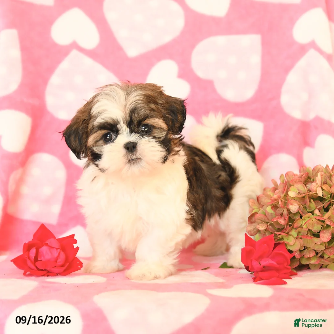 Shih Tzu dogs for sale: Skittles - Ad 1