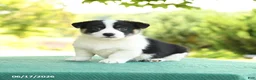 Welsh Corgi Pembroke dogs for sale: Jackson - Ad 4