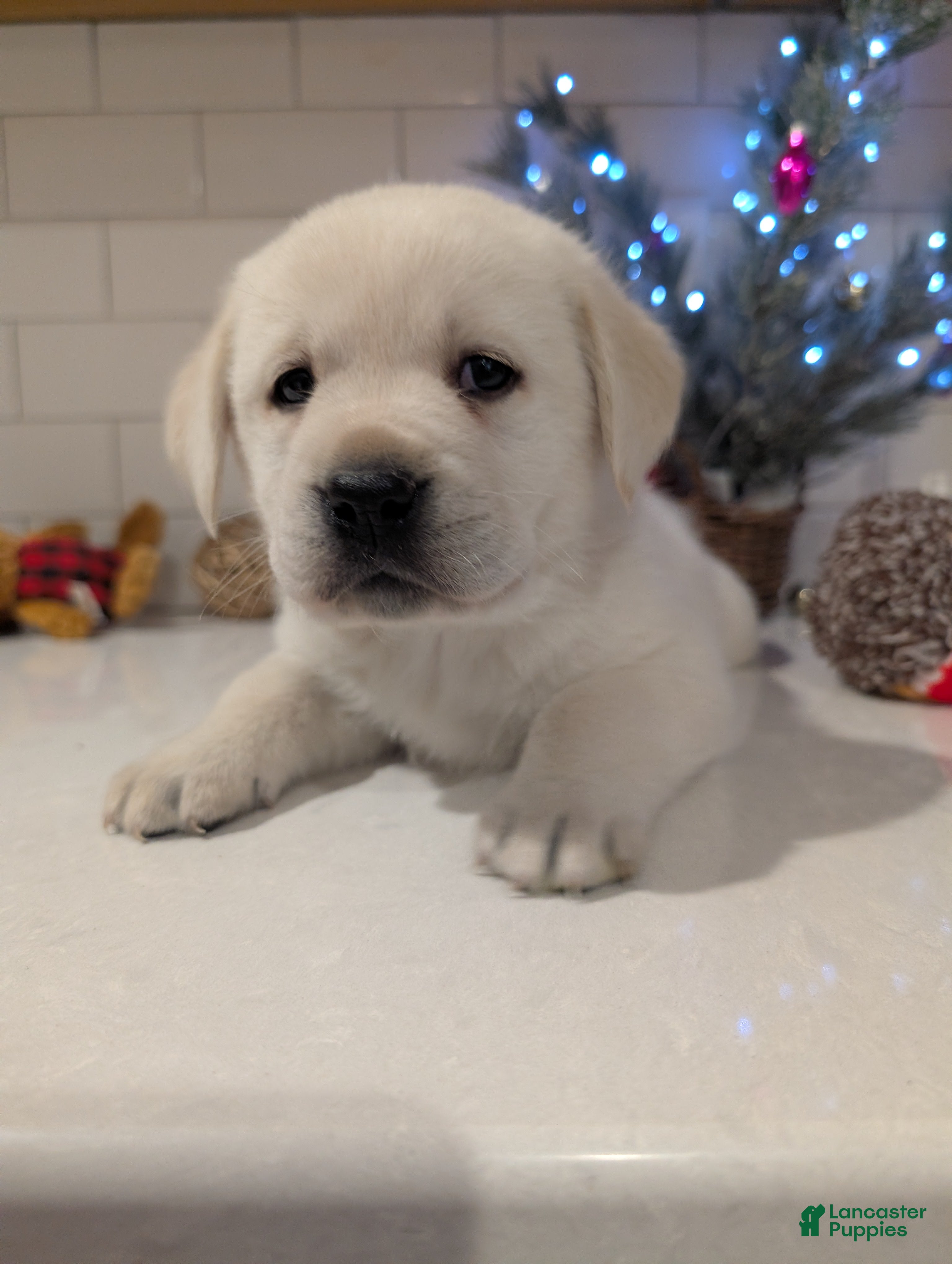 Labrador Retriever dogs Vixen  - Ad 29