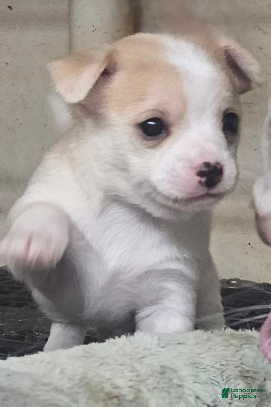 Chihuahua dogs for sale: Porky - Ad 5