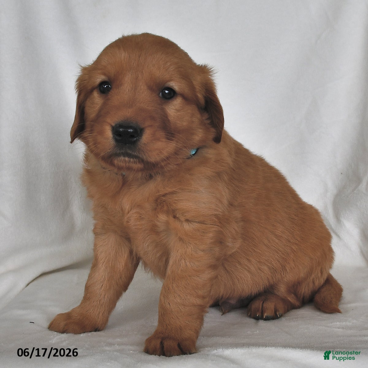 Golden Retriever dogs Ryder - Ad 2